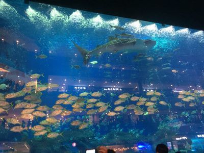 成都有哪些水族館（成都南湖夢(mèng)幻島海洋館）