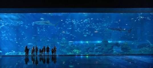 成都有哪些水族館（成都南湖夢幻島海洋館）