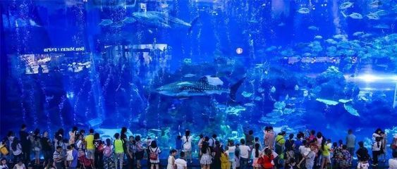 成都有哪些水族館（成都南湖夢幻島海洋館）