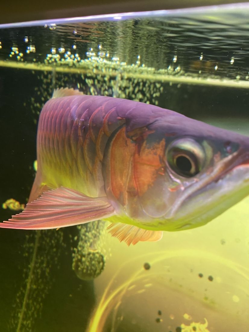 寬短身特殊體型大湖紅龍典范大湖龍魚代購條條頂級品質