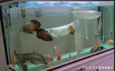 魚缸四大神獸，守護水族世界的四位精靈，魚缸四大神獸，守護水族世界的四位精靈