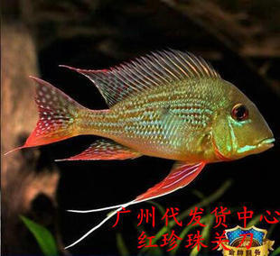 魚缸渾濁怎么辦？全面解析原因與解決方案，魚缸水渾濁？快速解決水質問題的實用指南