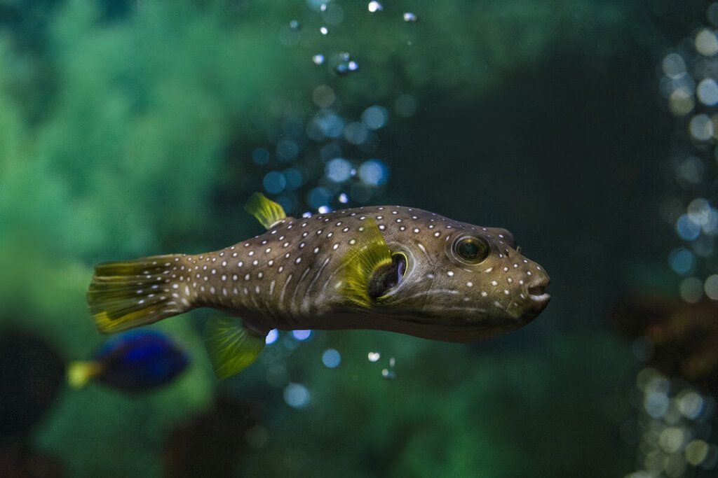 水族館有什么魚類（上海海洋水族館中常見的魚類包括熱帶魚、淡水魚和海水魚）