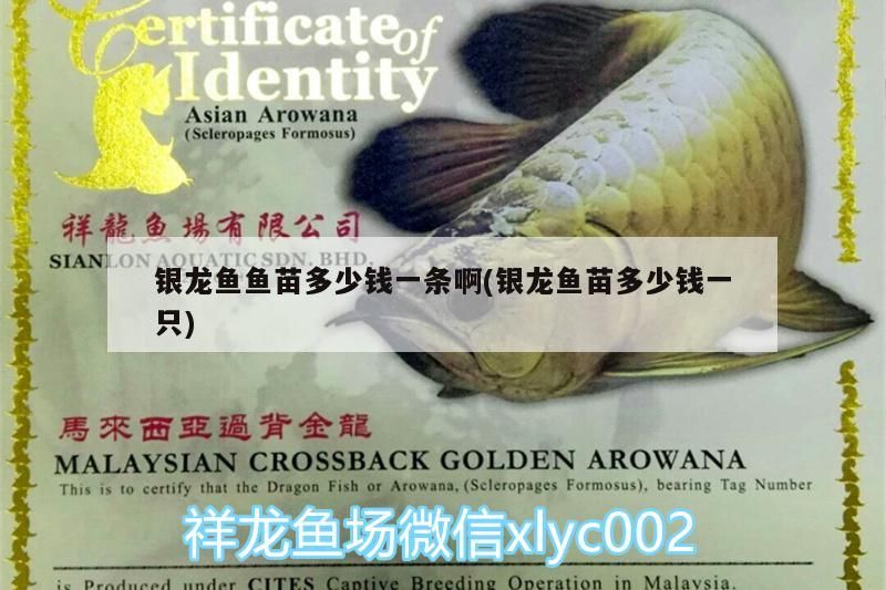 銀龍魚魚苗多少錢一條啊(銀龍魚苗多少錢一只)