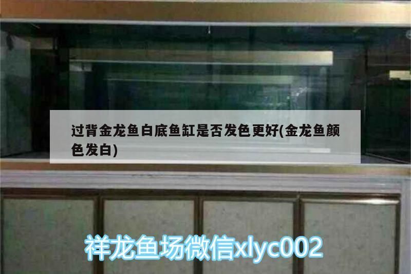 過(guò)背金龍魚(yú)白底魚(yú)缸是否發(fā)色更好(金龍魚(yú)顏色發(fā)白)