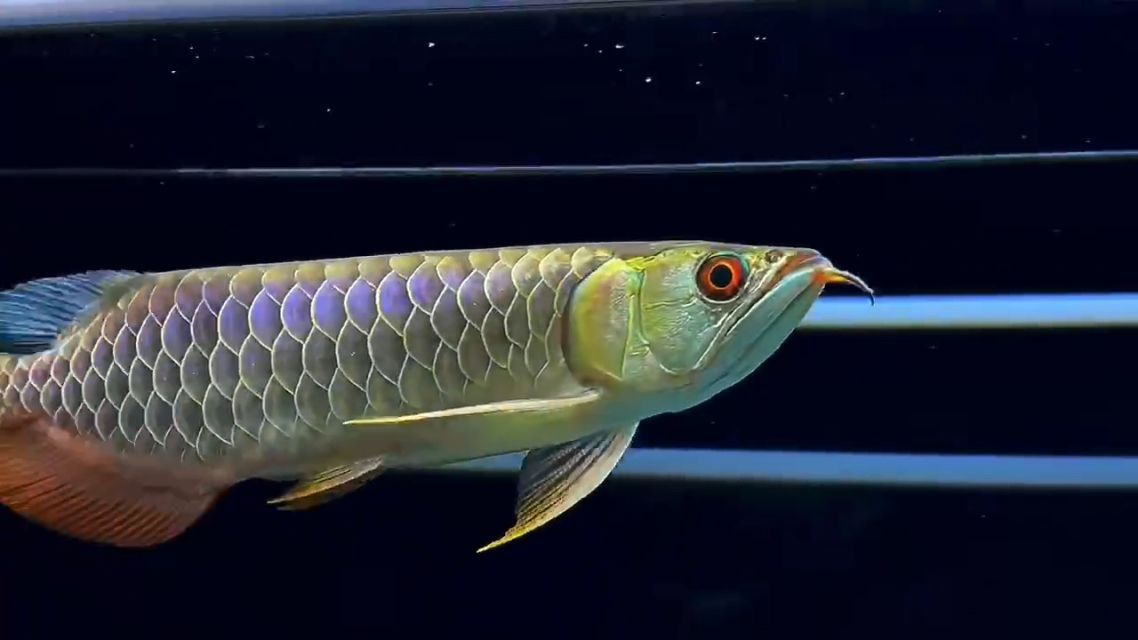 古典過背金龍魚的特點是什么:古典過背金龍魚與金盔金頭全過金龍魚的區別 金龍魚百科 第6張 古典過背金龍魚的特點是什么:古典過背金龍魚與金盔金頭全過金龍魚的區別 古典過背金龍魚的特點是什么:古典過背金龍魚與金盔金頭全過金龍魚的區別 金龍魚百科 第6張