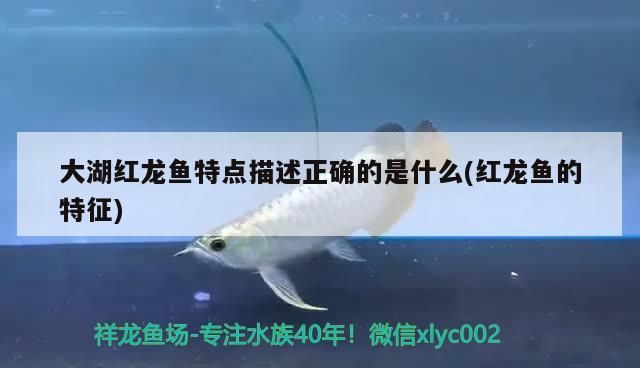 大湖紅龍魚特點描述正確的是什么(紅龍魚的特征)