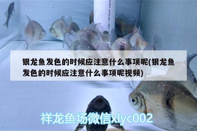 銀龍魚發色的時候應注意什么事項呢(銀龍魚發色的時候應注意什么事項呢視頻) 銀龍魚發色的時候應注意什么事項呢(銀龍魚發色的時候應注意什么事項呢視頻) 銀龍魚百科 第3張