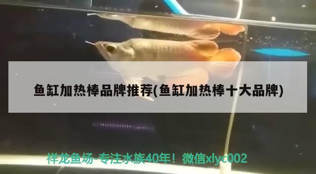 泰山石放魚缸里圖片（泰山石放魚缸里影響風水嘛）