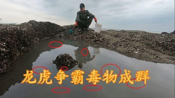 虎魚繁殖技術(shù)要點(diǎn)，虎魚繁殖技術(shù)要點(diǎn)主要包括以下幾個(gè)方面虎魚繁殖技術(shù)要點(diǎn)