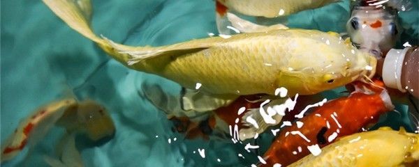 虎魚繁殖技術要點，虎魚繁殖技術要點主要包括以下幾個方面虎魚繁殖技術要點