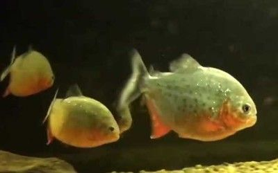 虎魚繁殖技術要點，虎魚繁殖技術要點主要包括以下幾個方面虎魚繁殖技術要點