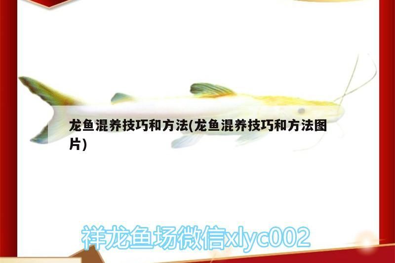 龍魚混養技巧和方法(龍魚混養技巧和方法圖片)