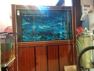 祥龍水族濾材適用場景案例：祥龍水族濾材在家庭水族箱中的應用