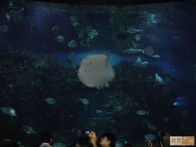適合水族館的名字：水族館主題裝飾設計