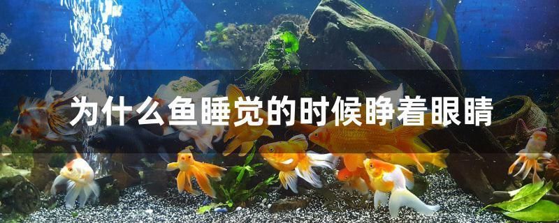 水草放到魚缸里變黃了怎么辦（剛種的水草沒幾天發(fā)黃的原因）