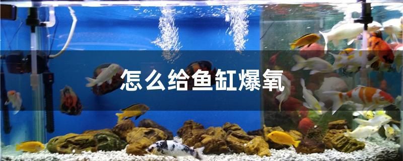 水草放到魚缸里變黃了怎么辦（剛種的水草沒幾天發(fā)黃的原因）
