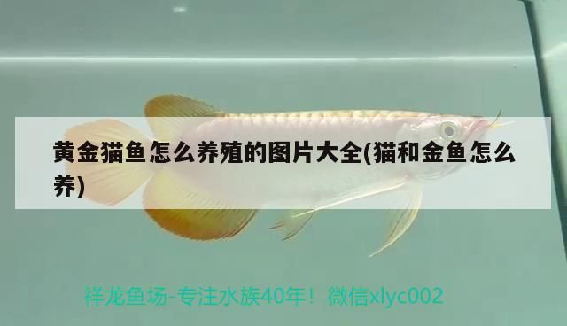 黃金貓魚怎么養殖的圖片大全(貓和金魚怎么養)