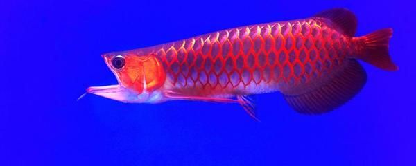 皇冠魟魚尾巴幾根刺：皇冠魟魚尾巴上的毒刺數(shù)量