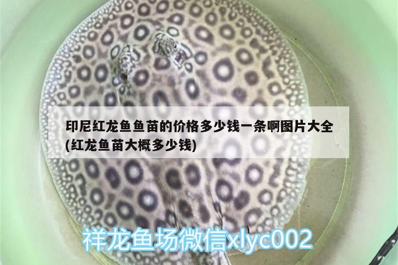 印尼紅龍魚魚苗的價格多少錢一條啊圖片大全(紅龍魚苗大概多少錢)