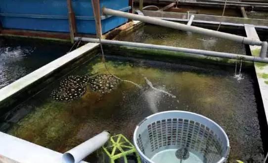 養魟魚可以鋪底砂嗎：養魟魚是否可以鋪底砂取決于個人的飼養習慣和偏好