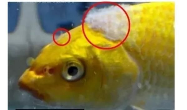 魟魚長白毛怎么治療：魟魚長白毛怎么治療魟魚長白毛怎么治療