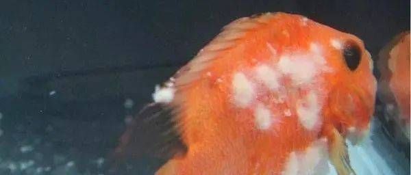 魟魚長白毛怎么治療：魟魚長白毛怎么治療魟魚長白毛怎么治療