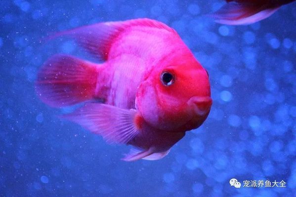 魟魚長白毛怎么治療：魟魚長白毛怎么治療魟魚長白毛怎么治療