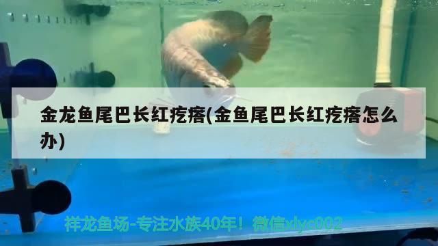 有哪些熱帶觀賞魚(yú)是瀕危物種，瀕危熱帶觀賞魚(yú)