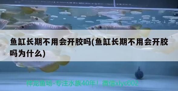 魚缸長期不用會開膠嗎(魚缸長期不用會開膠嗎為什么)