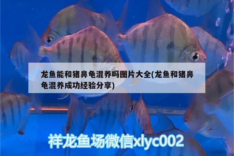 龍魚能和豬鼻龜混養嗎圖片大全(龍魚和豬鼻龜混養成功經驗分享)