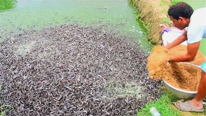 魟魚(yú)消化不良的表現(xiàn)有哪些癥狀：魟魚(yú)消化不良的表現(xiàn)