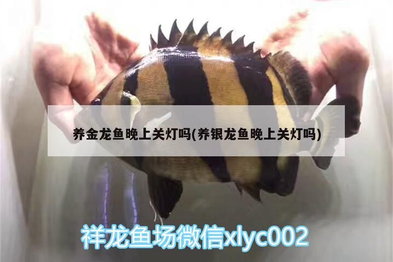 養金龍魚晚上關燈嗎(養銀龍魚晚上關燈嗎) 養金龍魚晚上關燈嗎(養銀龍魚晚上關燈嗎) 銀龍魚百科 第3張