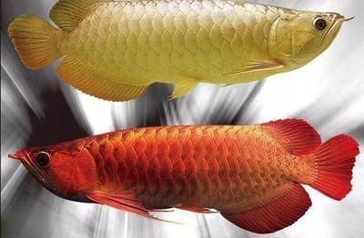 過背金龍魚20cm多少錢一條：20cm過背金龍魚價格詳情：20cm過背金龍魚價格