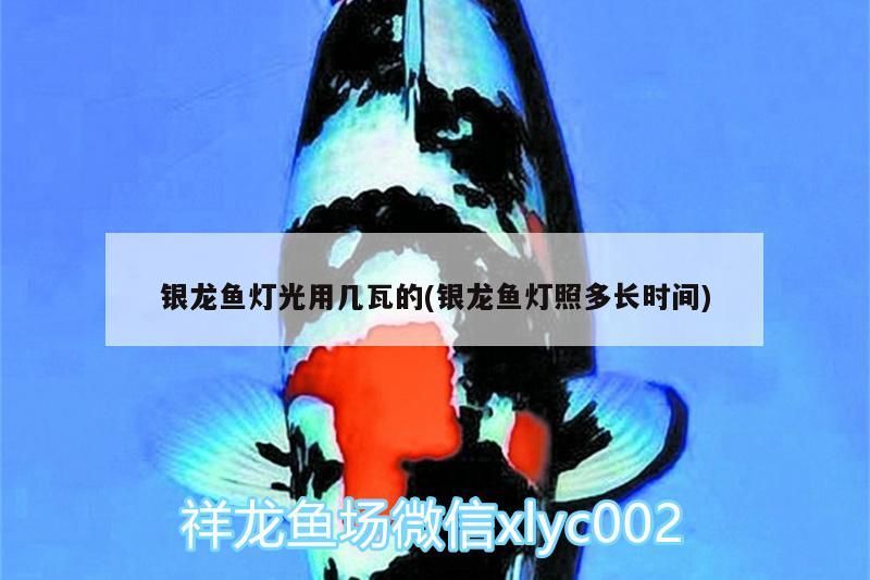銀龍魚燈光用幾瓦的(銀龍魚燈照多長時間)