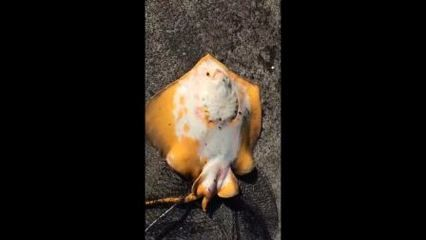 魟魚用藥后幾天開口：魟魚用藥后的開口時間受多種因素影響