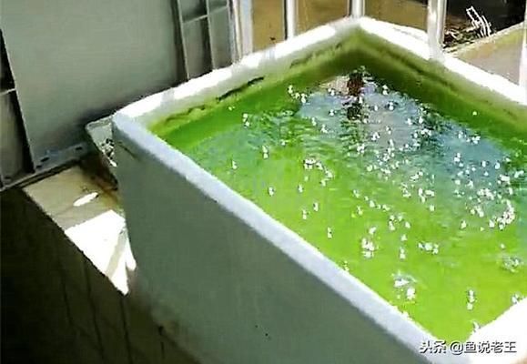 魚缸綠水養魚好不好，如何控制綠水養魚的管理技巧