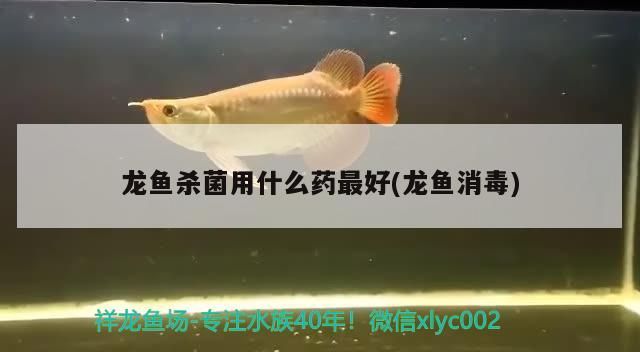 龍魚殺菌用什么藥最好(龍魚消毒) 龍魚殺菌用什么藥最好(龍魚消毒) 錦鯉魚百科 第3張