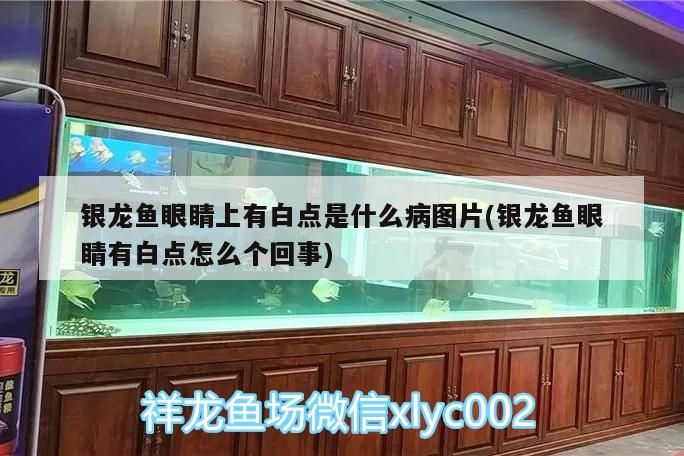 銀龍魚眼睛上有白點是什么病圖片(銀龍魚眼睛有白點怎么個回事)
