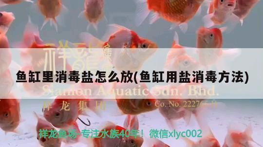 魚缸里消毒鹽怎么放(魚缸用鹽消毒方法)