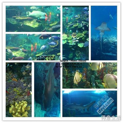 水族館的英語怎么寫（\"水族館設計的創意理念,水族館的作用）
