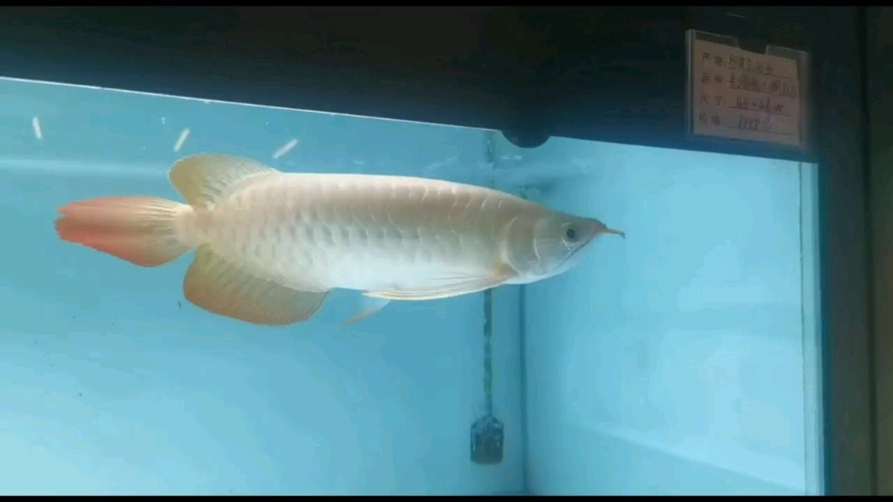 圣塔倫大湖紅龍 圣塔倫大湖紅龍 大湖紅龍魚百科 第1張