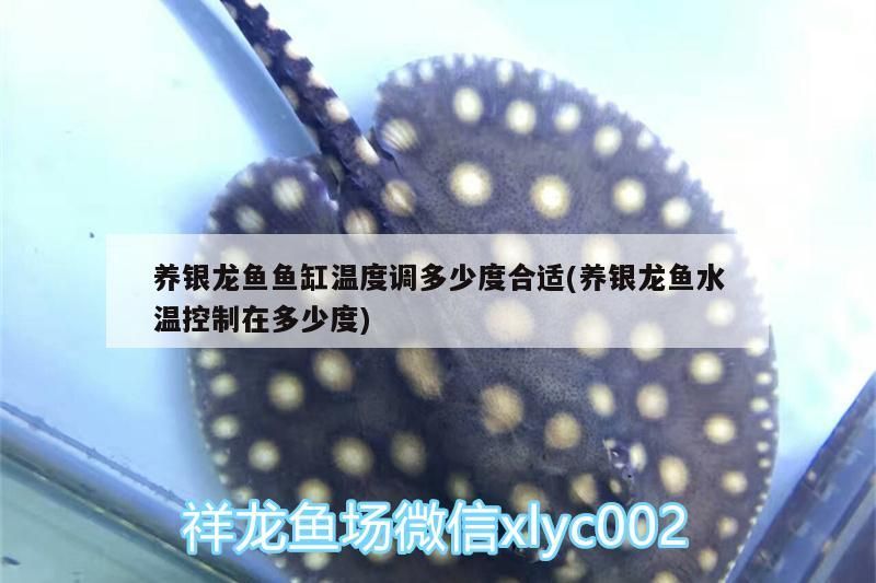 養銀龍魚魚缸溫度調多少度合適(養銀龍魚水溫控制在多少度)