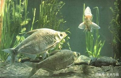 魚缸水質檢測最佳方法，確保水族箱健康的關鍵步驟，魚缸水質檢測與維護，確保水族箱健康的完整指南