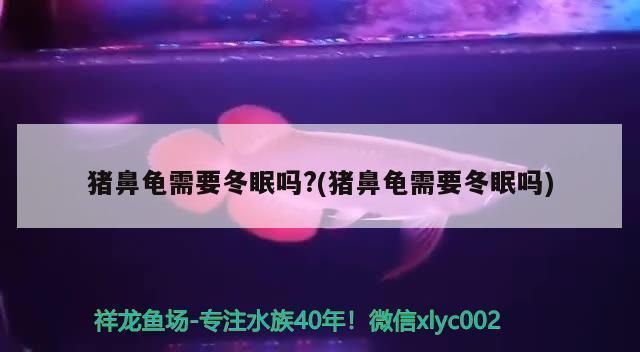豬鼻龜適應多少度的水溫冬眠呢：豬鼻龜不需要冬眠的豬鼻龜冬眠嗎，豬鼻龜不需要冬眠嗎