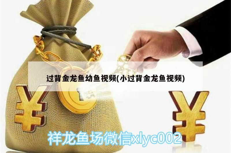 過(guò)背金龍魚幼魚視頻(小過(guò)背金龍魚視頻)