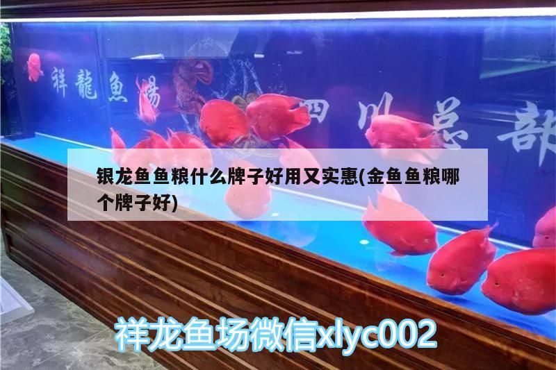 銀龍魚魚糧什么牌子好用又實惠(金魚魚糧哪個牌子好) 銀龍魚魚糧什么牌子好用又實惠(金魚魚糧哪個牌子好) 銀龍魚百科 第3張