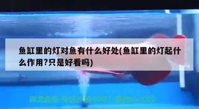 魚缸里的燈對(duì)魚有什么好處(魚缸里的燈起什么作用?只是好看嗎)