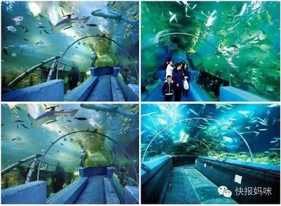 開一家水族館做什么準備活動（開一家水族館是一項需要精心策劃和準備的活動需要準備的活動）