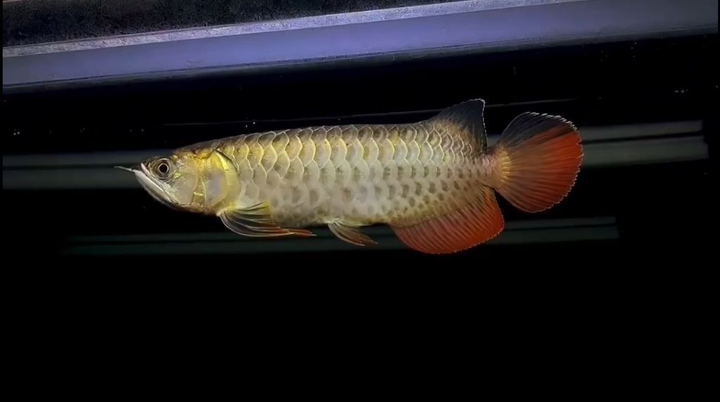 過背金龍魚幾年過背一次好嗎：過背金龍魚的“過背”并不是一個周期性的過程而是一個周期性的過程 過背金龍魚幾年過背一次好嗎：過背金龍魚的“過背”并不是一個周期性的過程而是一個周期性的過程 金龍魚百科 第6張